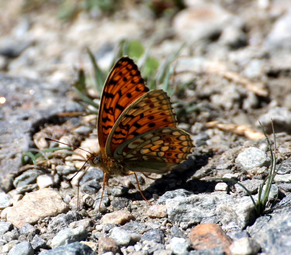 Argynnis (Fabriciana) niobe